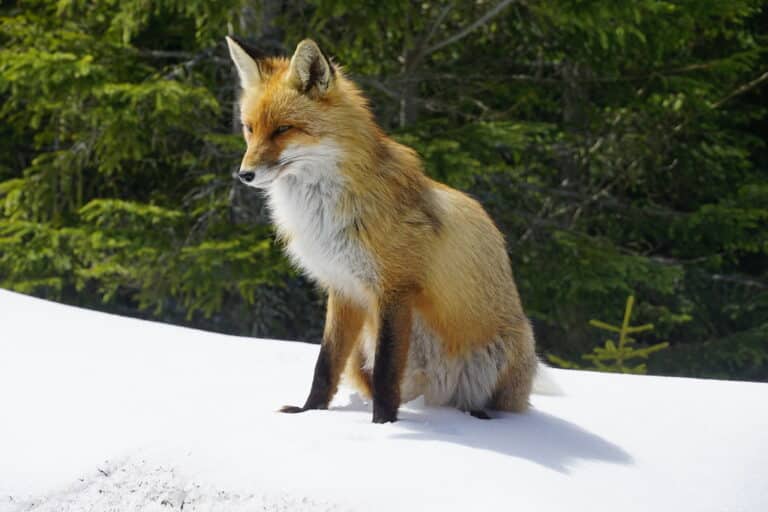 Vulpes vulpes Vulpes vulpes