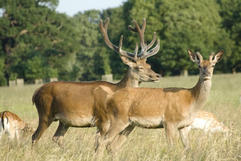 Deer Deer