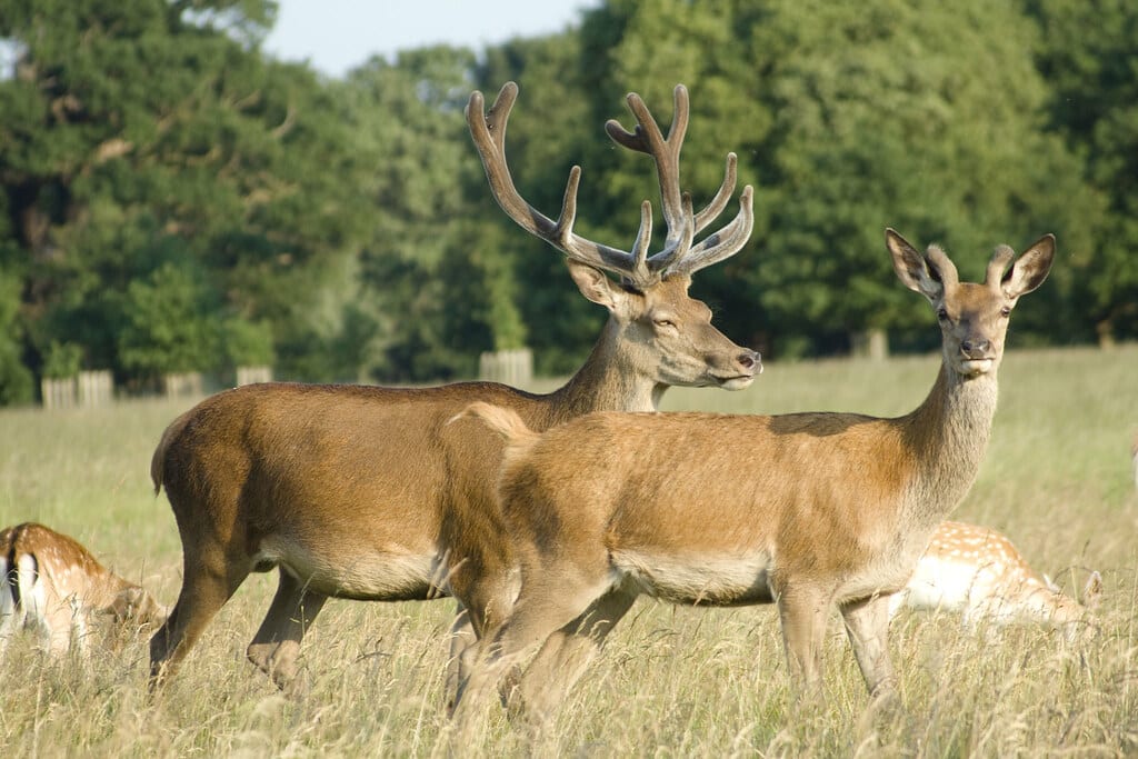 Deer Deer