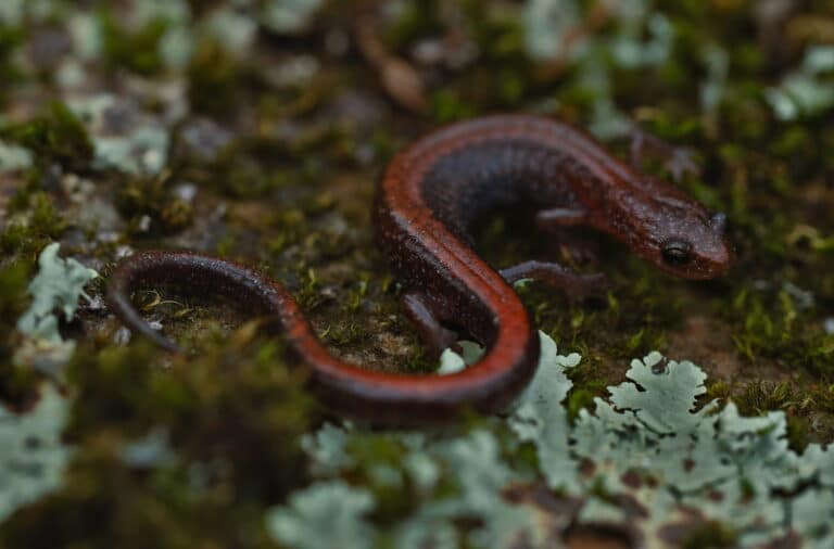 Southern Red-Back Salamander (Plethodon serratus) Southern Red-Back Salamander (Plethodon serratus)