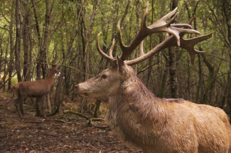 Deer Deer