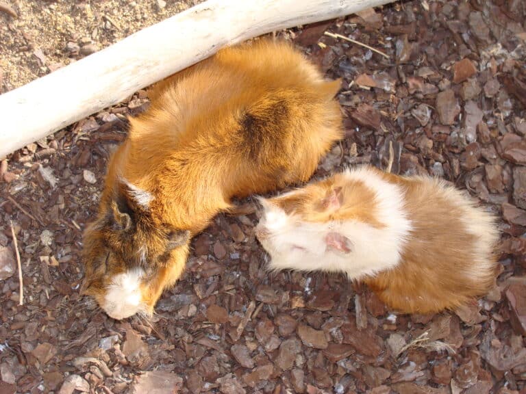 Cavia porcellus.002 – Faunia
