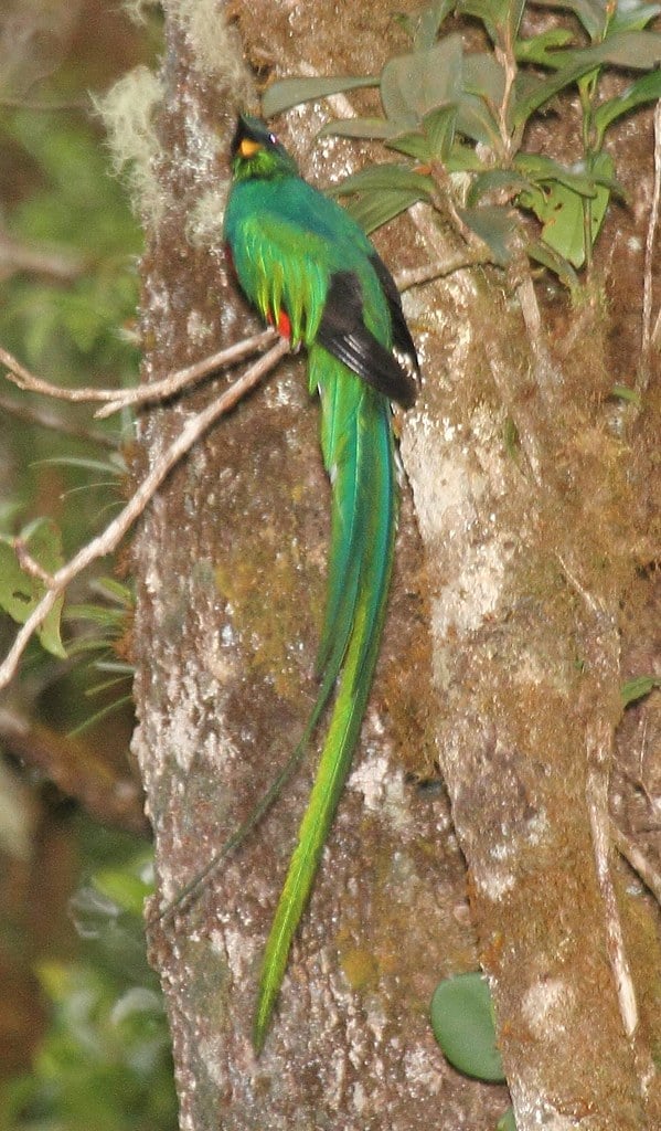 Resplendent Quetzal (Pharomachrus mocinno)