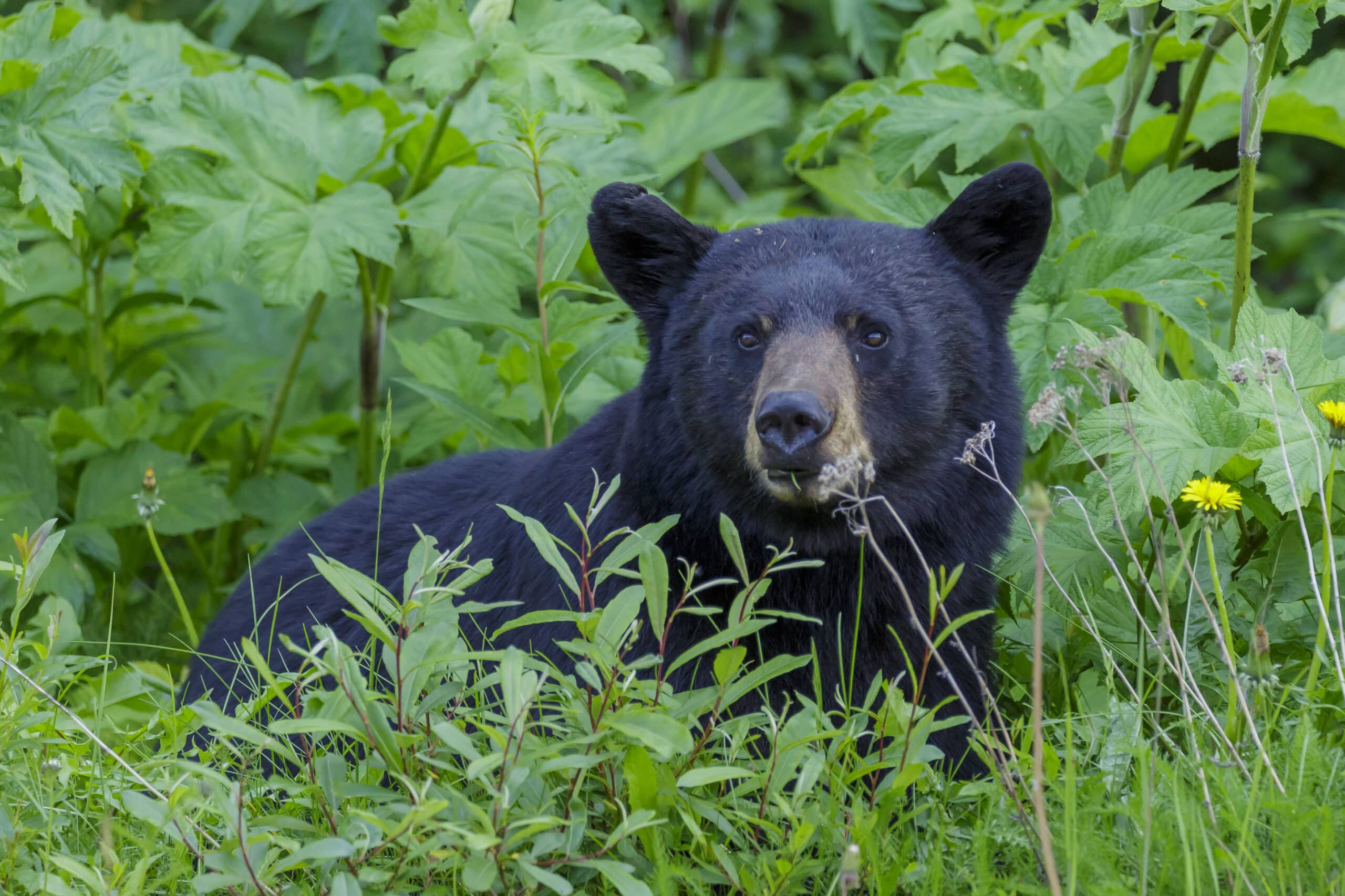 North American Black Bear