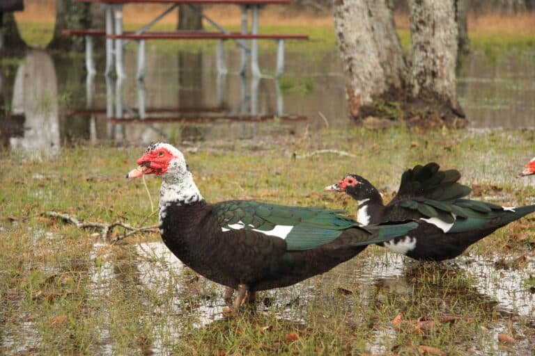 Cairina moschata -Texas -USA-8 Cairina moschata -Texas -USA-8
