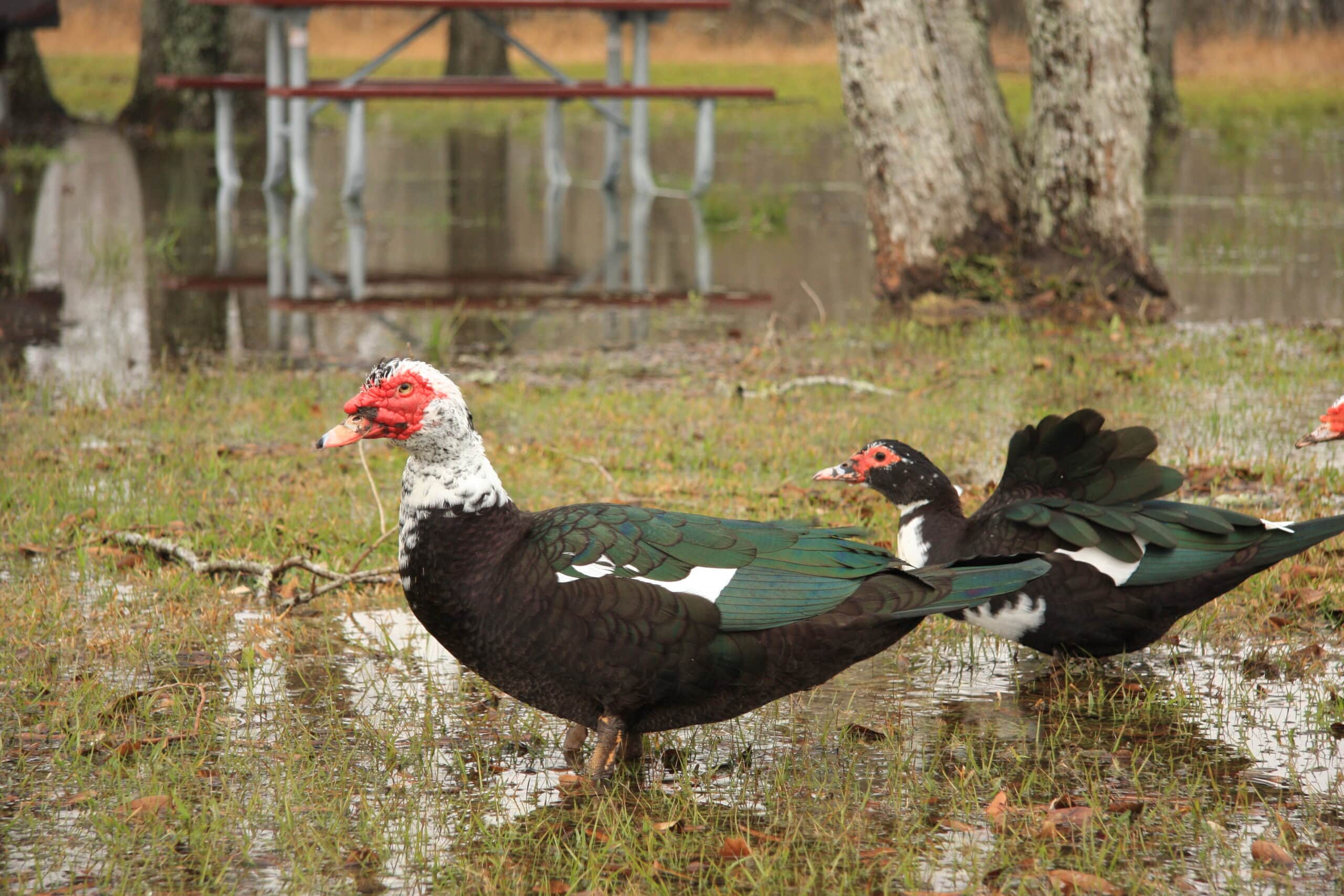 Cairina moschata -Texas -USA-8 Cairina moschata -Texas -USA-8