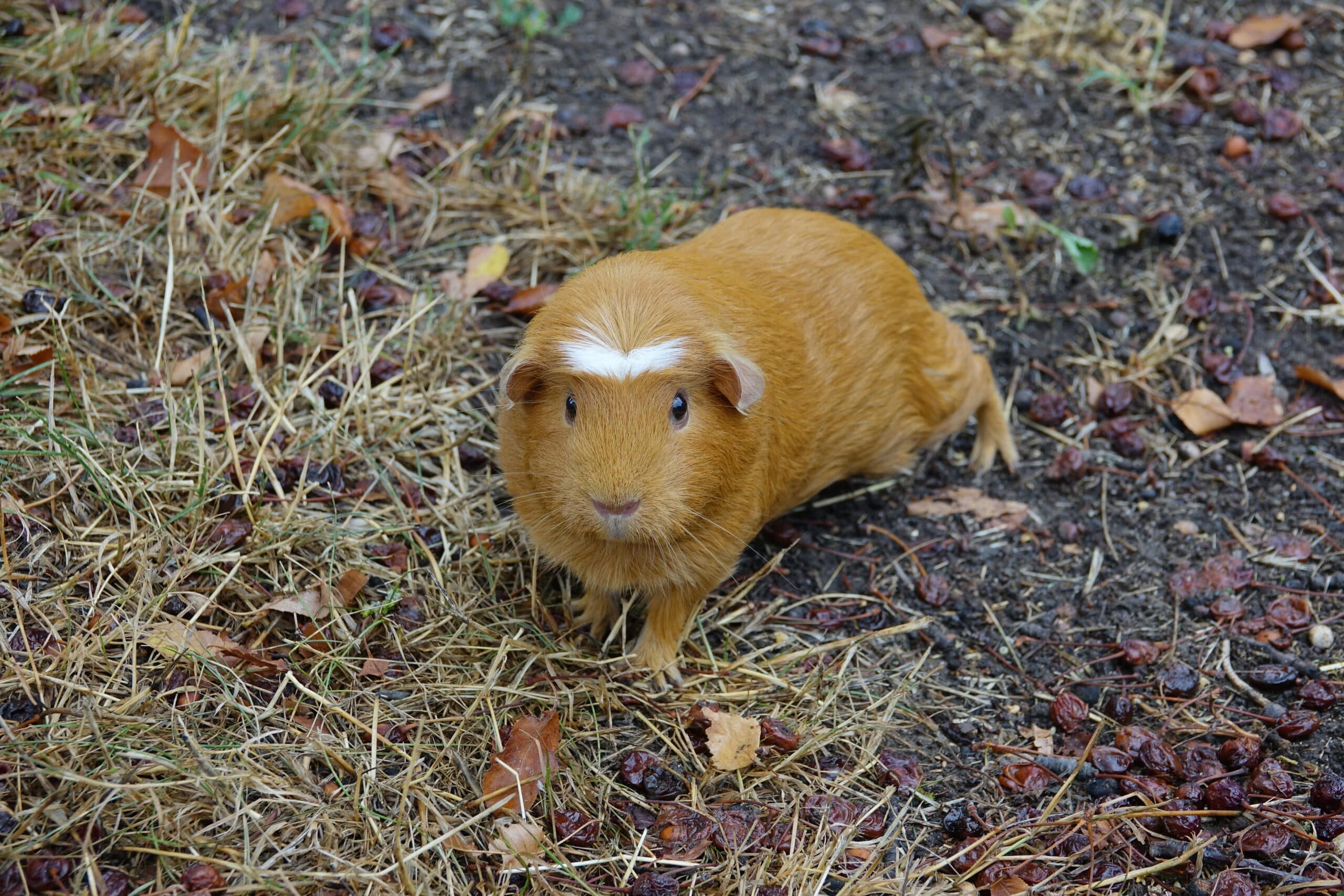Cochon d’Inde (Cavia porcellus) (1)