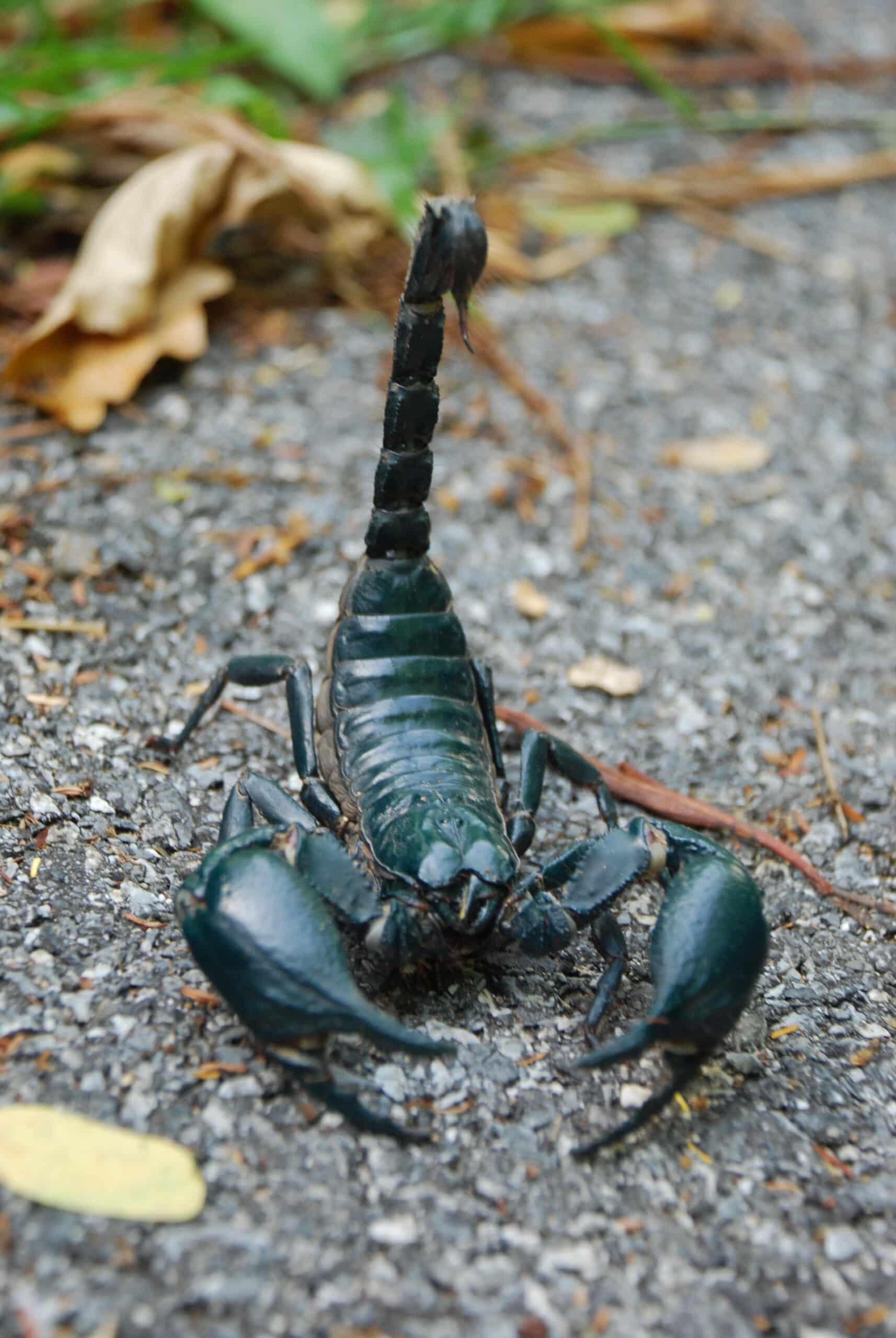 File:Asian forest scorpion in Khao Yai National Park.JPG File:Asian forest scorpion in Khao Yai National Park.JPG
