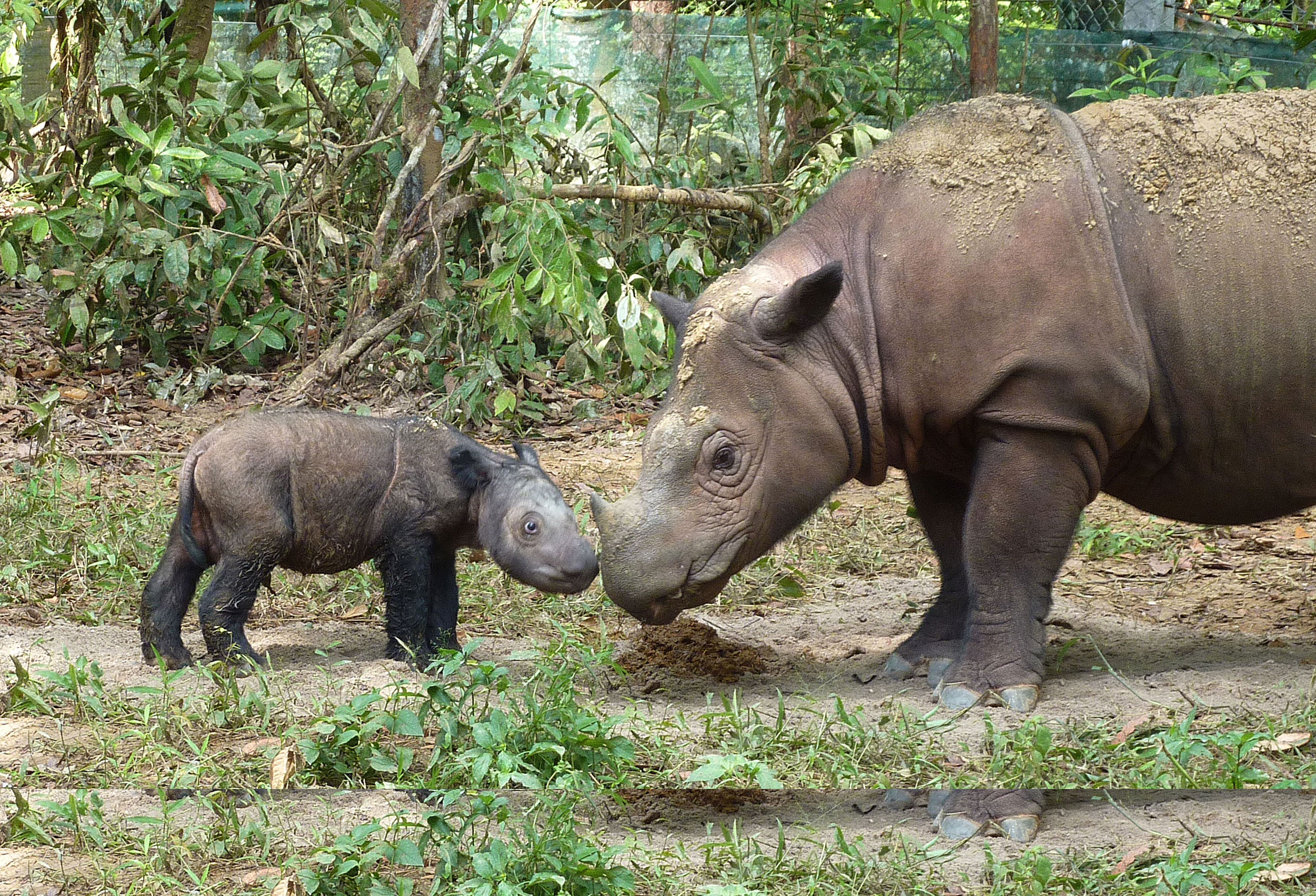 File:Sumatran rhinoceros four days old.jpg