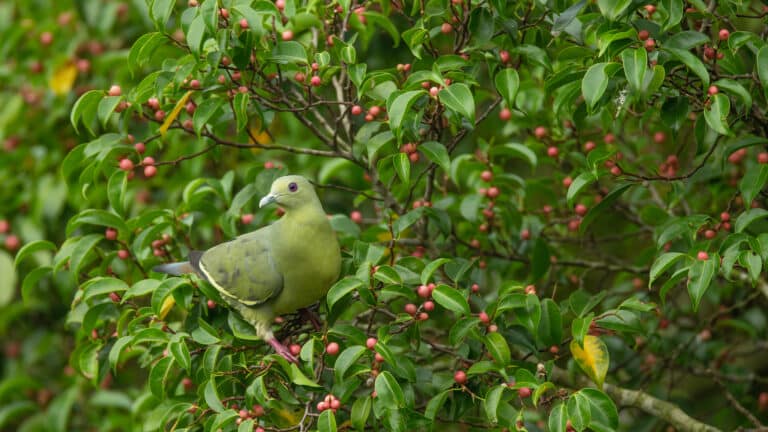 Treron vernans female – Kent Ridge Park
