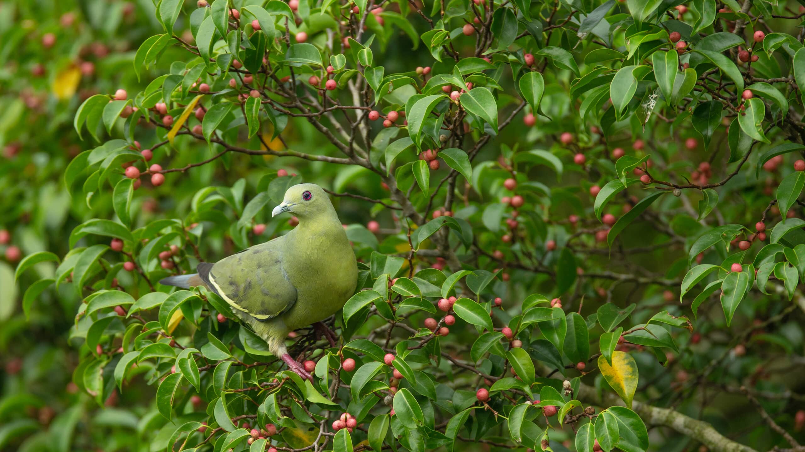 Treron vernans female – Kent Ridge Park