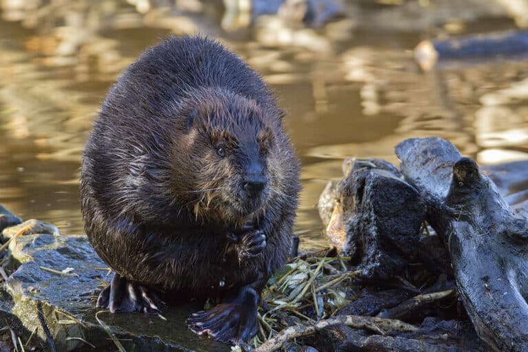 Beaver Beaver