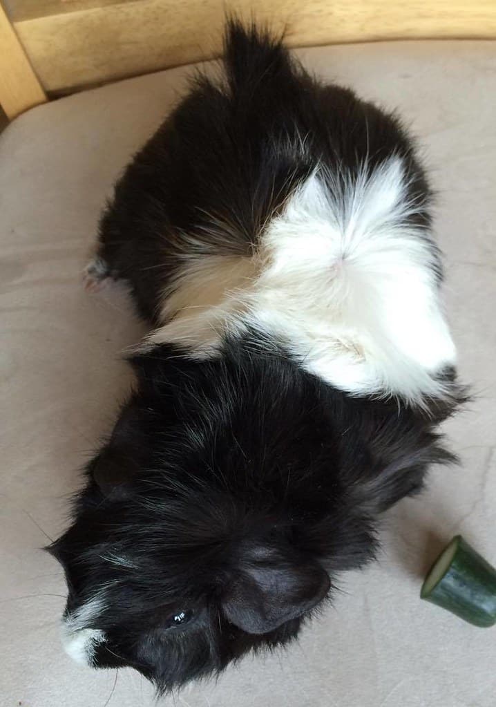 Maximillien, male Abyssinian guinea pig