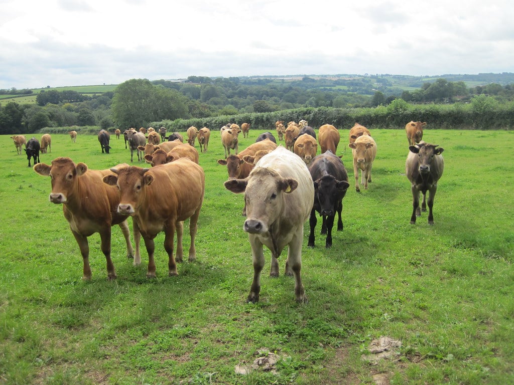 Cows, Churchinford