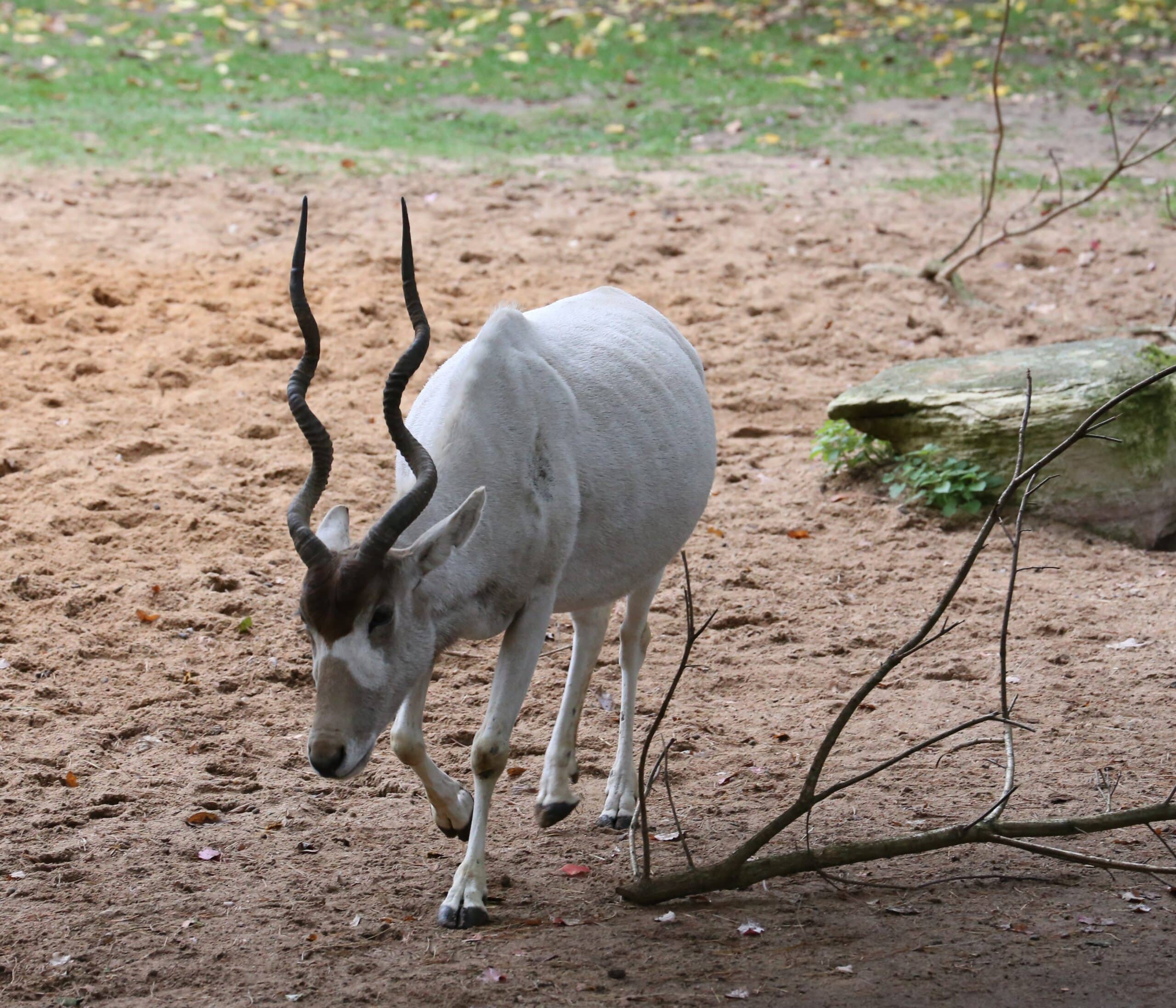Mendesantilope Addax nasomaculatus Tiergarten-Nuernberg-16 Mendesantilope Addax nasomaculatus Tiergarten-Nuernberg-16
