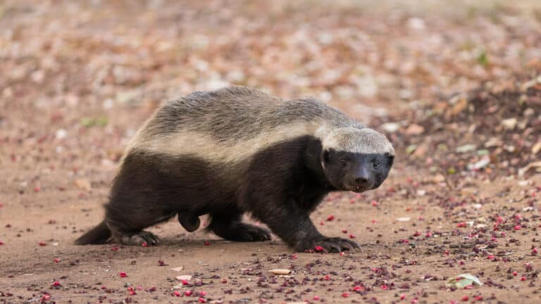 Honey Badger Honey Badger Honey Badger