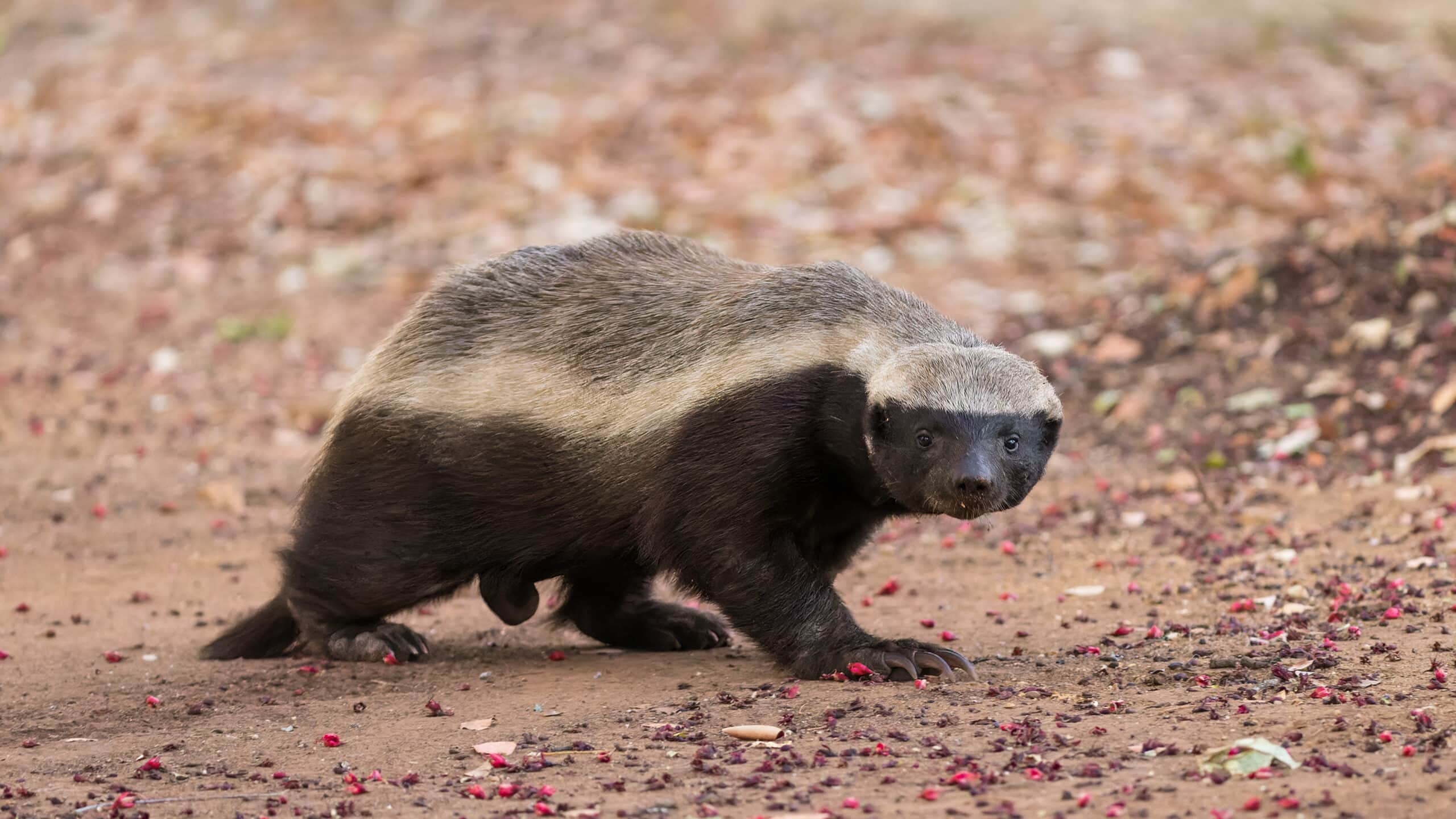 Honey Badger Honey Badger Honey Badger
