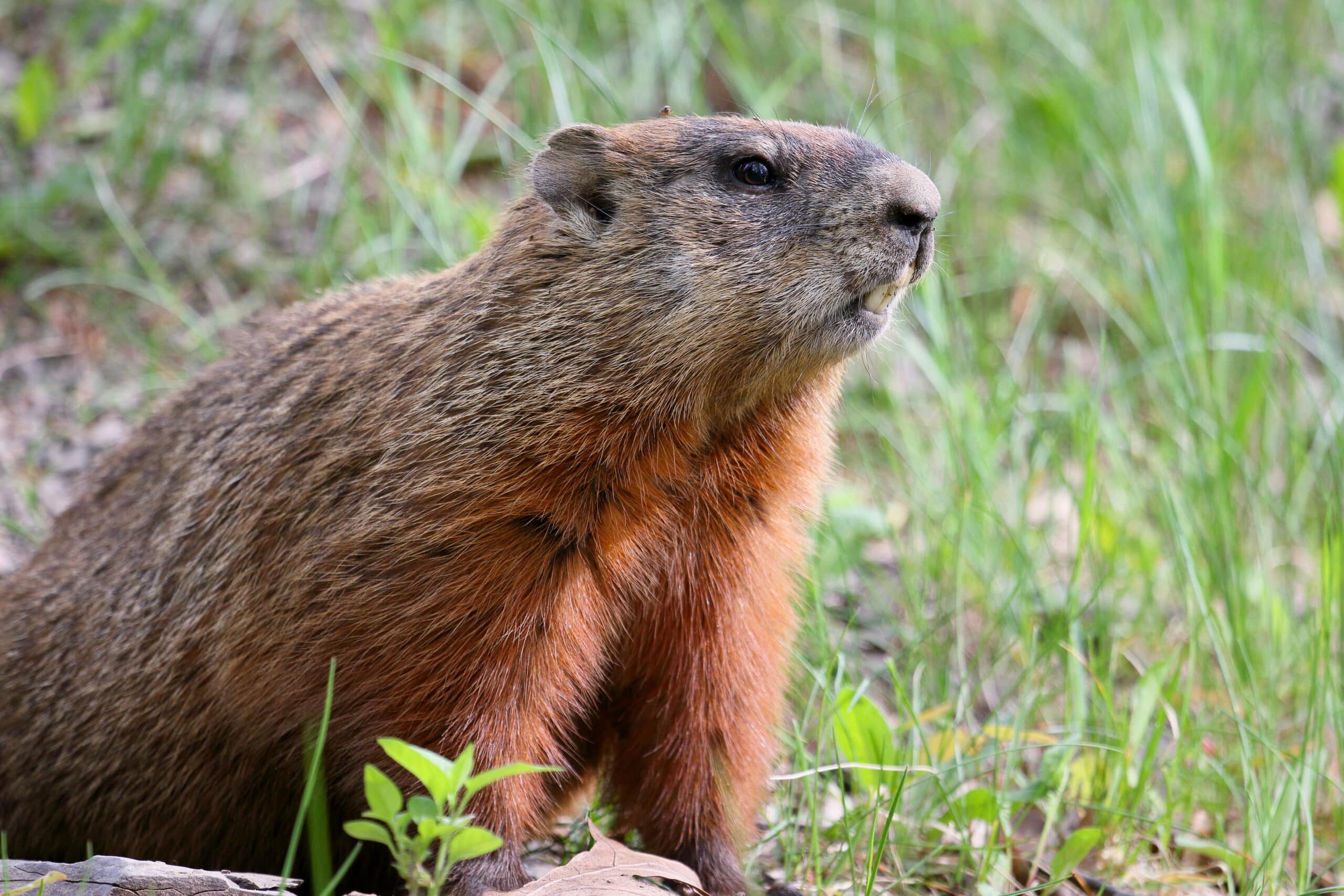 Marmota monax UL 17 Marmota monax UL 17 Groundhog (Woodchuck)