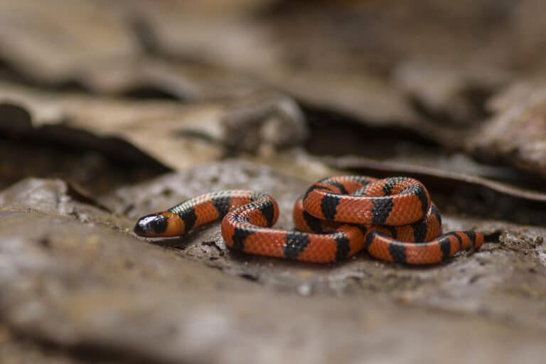 Bibron’s Coral Snake Bibron’s Coral Snake Coral Snake