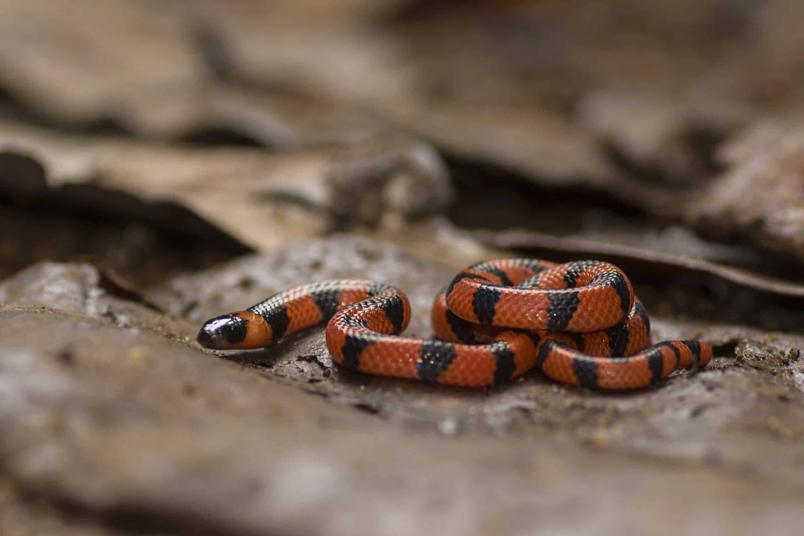 Bibron’s Coral Snake Bibron’s Coral Snake Coral Snake