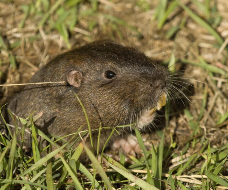 File:Botta’s Pocket Gopher (Thomomys bottae).jpg File:Botta’s Pocket Gopher (Thomomys bottae).jpg