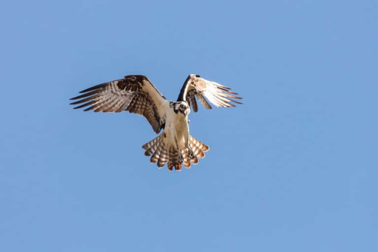An osprey (Pandion haliaetus) kiting above the Gardner River (2) An osprey (Pandion haliaetus) kiting above the Gardner River (2)