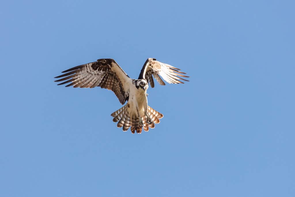 An osprey (Pandion haliaetus) kiting above the Gardner River (2) An osprey (Pandion haliaetus) kiting above the Gardner River (2)