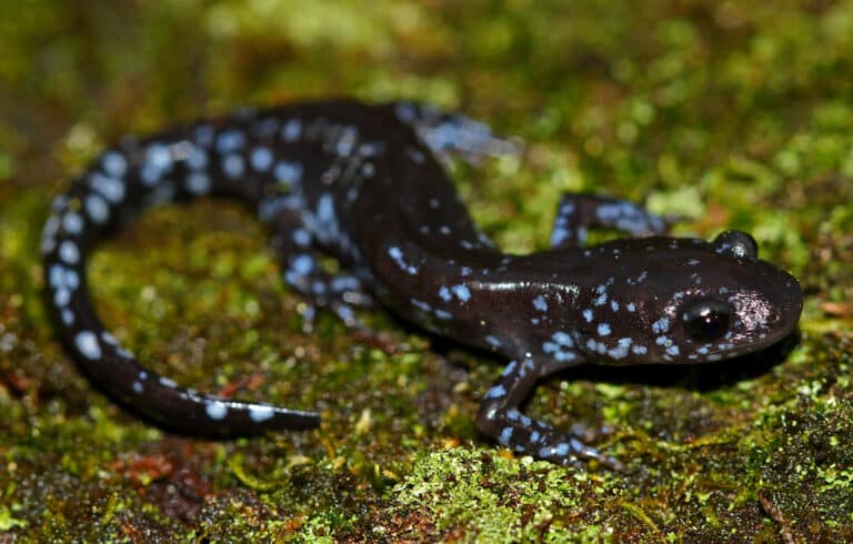 Blue Spotted Salamander (Ambystoma laterale) Blue Spotted Salamander (Ambystoma laterale)