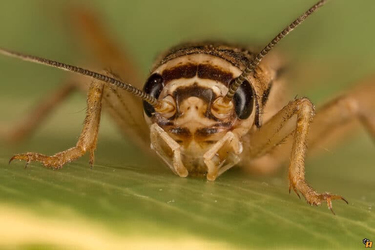 House cricket – Acheta domesticus House cricket – Acheta domesticus