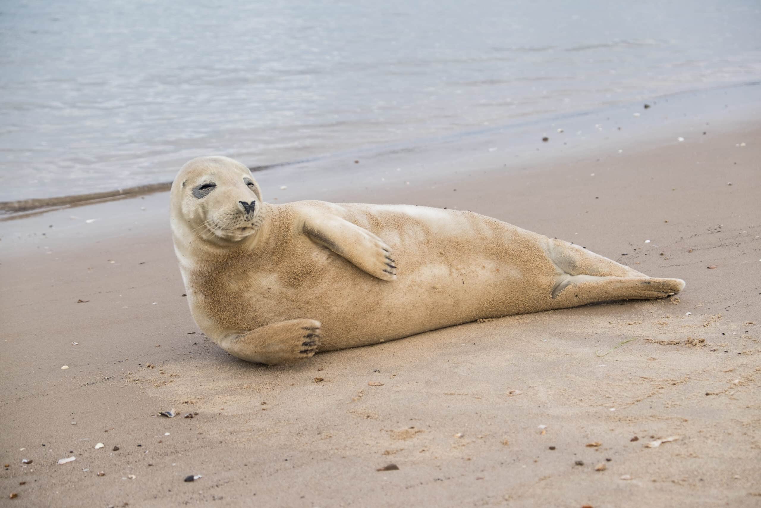 Grey seal on the beach at Wells-next-the-Sea Grey seal on the beach at Wells-next-the-Sea