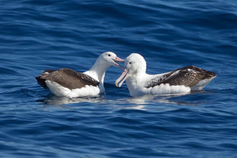 Southern Royal Albatrosses beaking – SE Tasmania Southern Royal Albatrosses beaking – SE Tasmania
