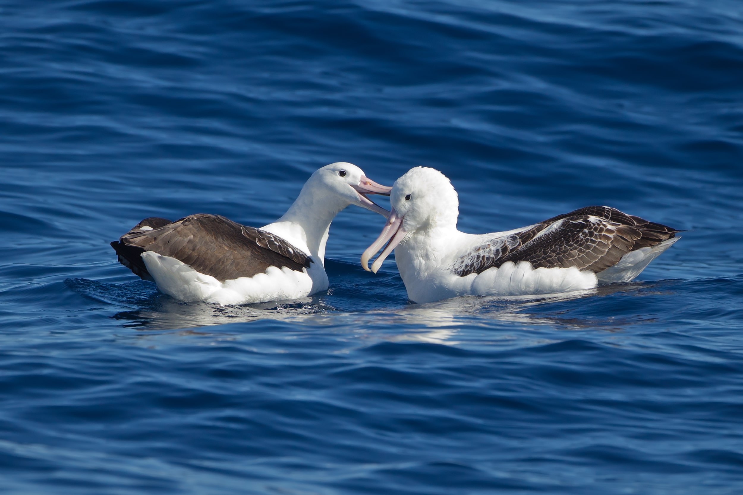 Southern Royal Albatrosses beaking – SE Tasmania Southern Royal Albatrosses beaking – SE Tasmania