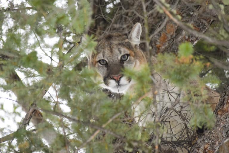 Male cougar in a tree Male cougar in a tree