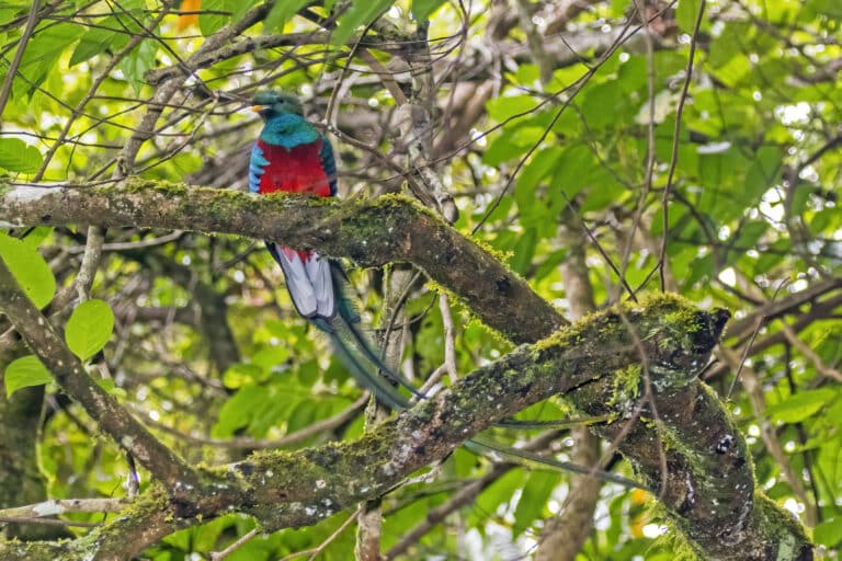 Resplendent quetzal (Pharomachrus mocinno) male 3