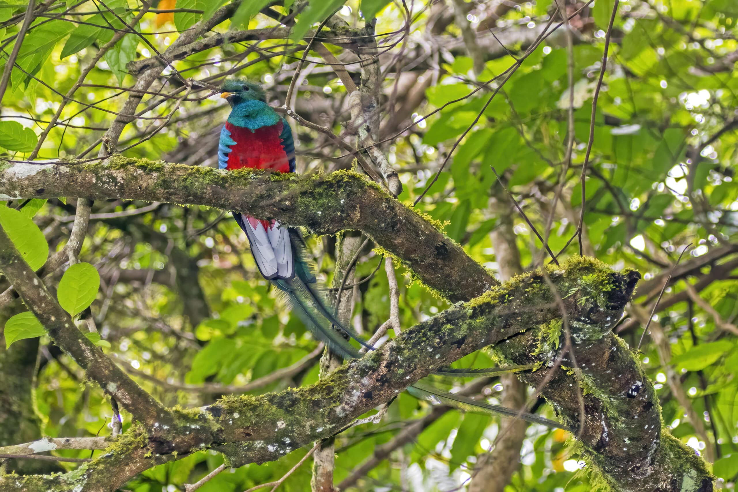 Resplendent quetzal (Pharomachrus mocinno) male 3