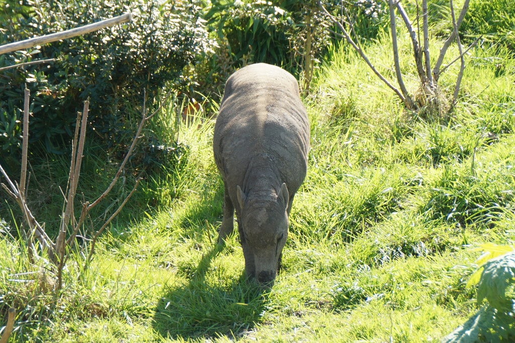 Babirusa (Babyrousa sp.) at Chester Zoo – geograph.org.uk – 5354951