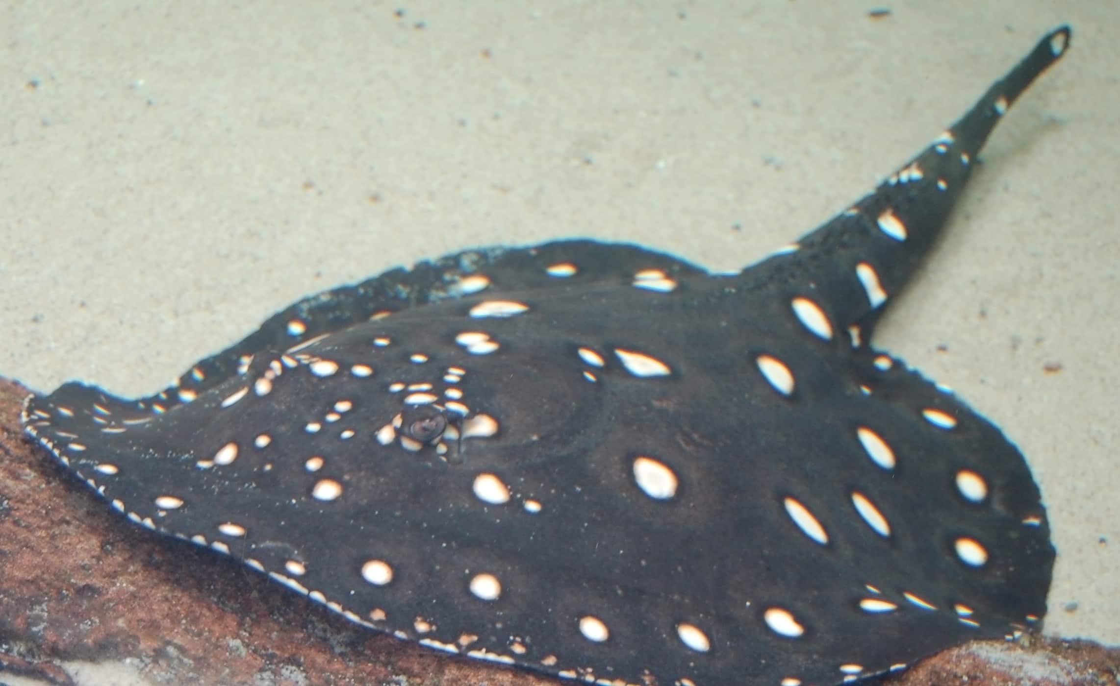 White-blotched River Stingray Potamotrygon leopoldi 2284px White-blotched River Stingray Potamotrygon leopoldi 2284px
