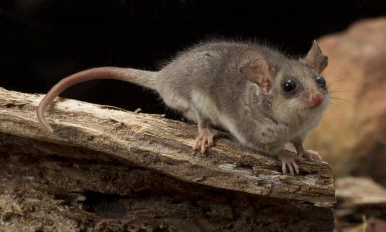 Cercartetus nanus, Eastern Pygmy-possum
