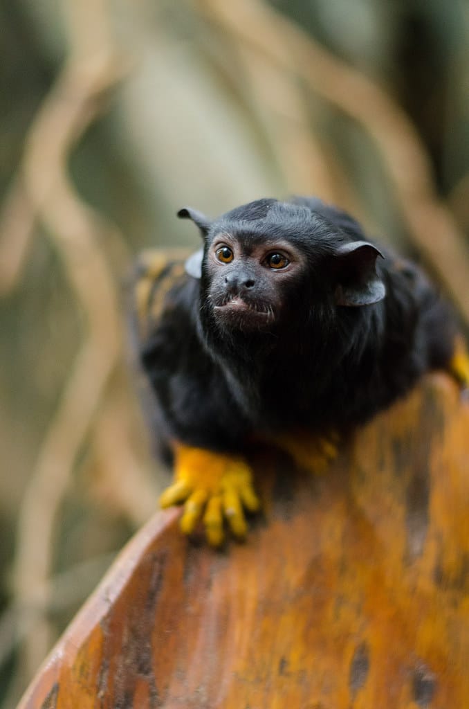 Red-handed tamarin