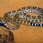 Rattlesnake