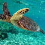 File:Green turtle swimming in Kona May 2010.jpg