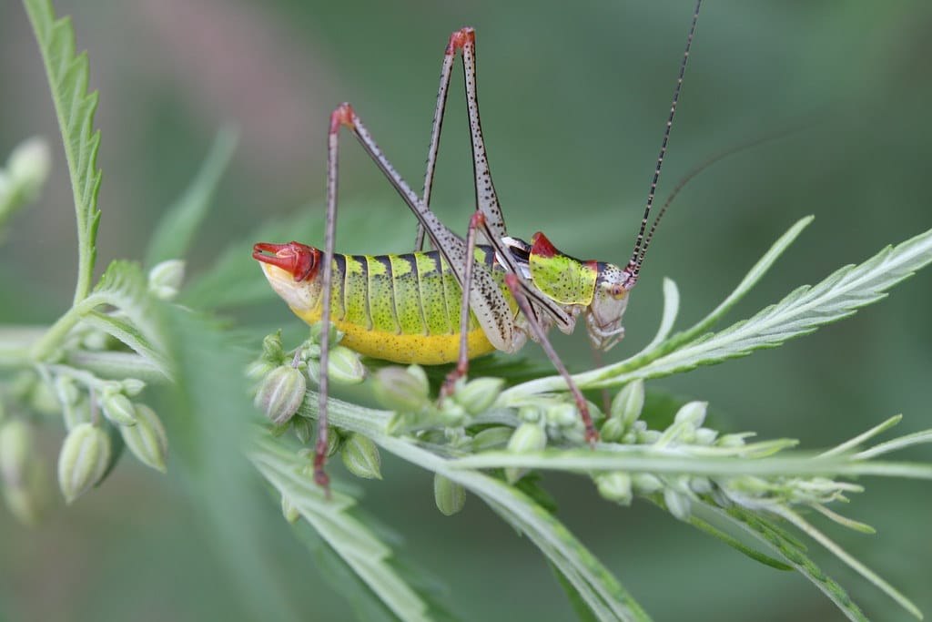 Bush-cricket Bush-cricket Cricket