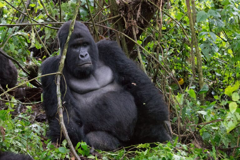 Mountain Gorilla (Humba family) – Virunga National Park (30) Mountain Gorilla (Humba family) – Virunga National Park (30)