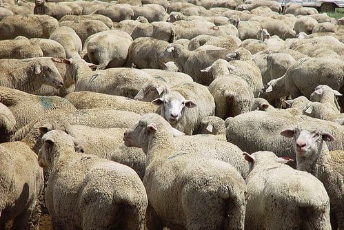 Sheep