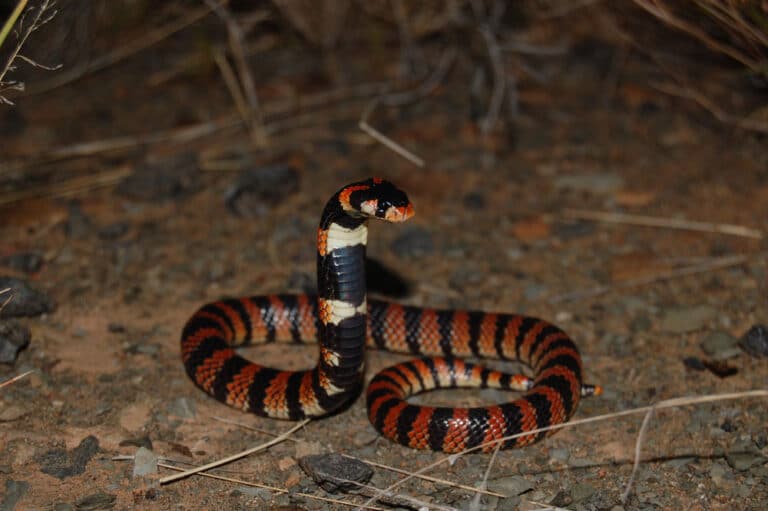 Cape Coral Snake, Aspidelaps lubricus, RsDSC 0417 Cape Coral Snake, Aspidelaps lubricus, RsDSC 0417