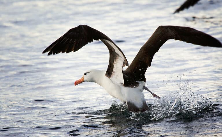 File:Black-browed Albatross, Beagle Channel.jpg File:Black-browed Albatross, Beagle Channel.jpg Albatross