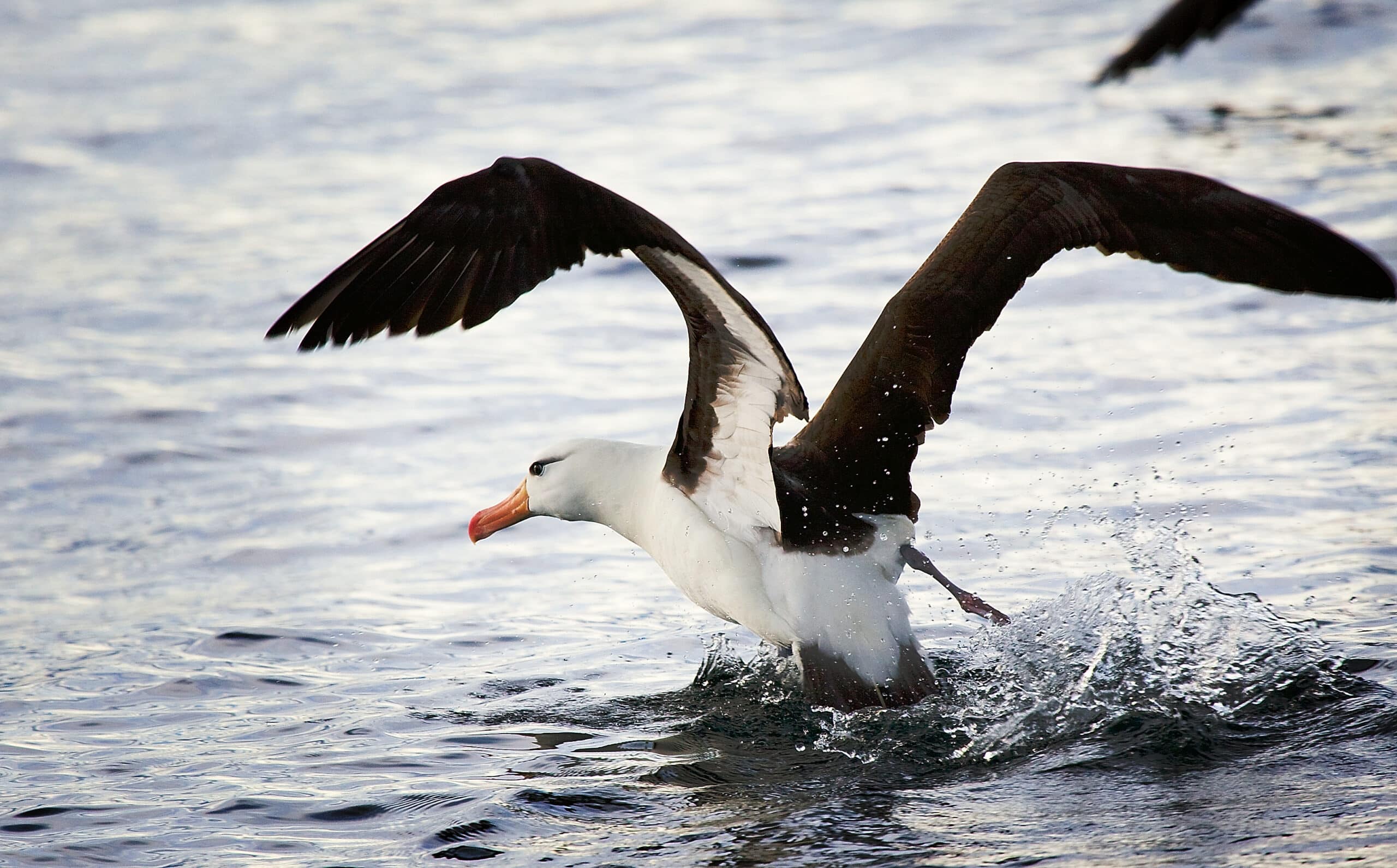 File:Black-browed Albatross, Beagle Channel.jpg File:Black-browed Albatross, Beagle Channel.jpg Albatross