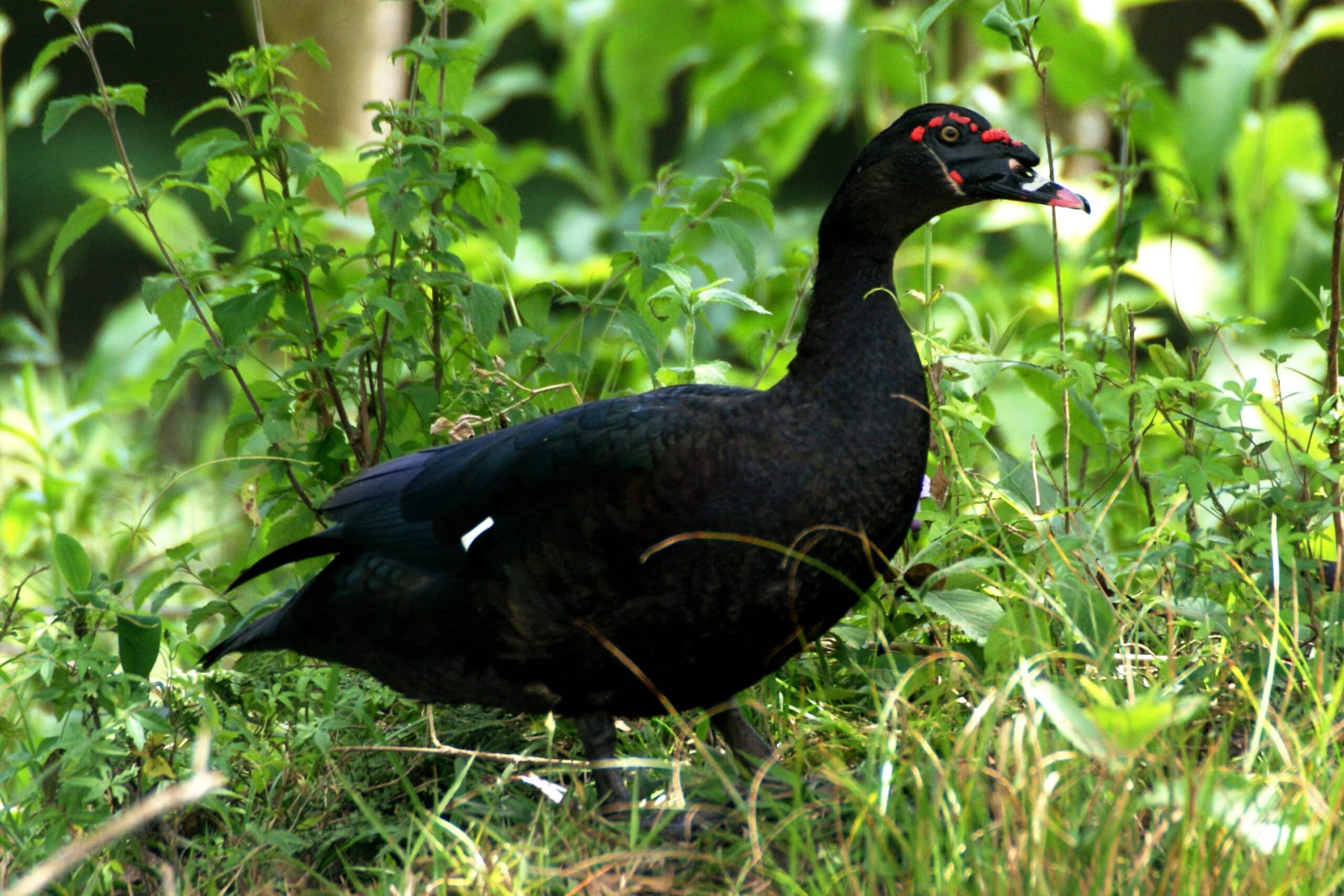 Cairina moschata, Parque Iguaçu, Curitiba, Brazil Cairina moschata, Parque Iguaçu, Curitiba, Brazil