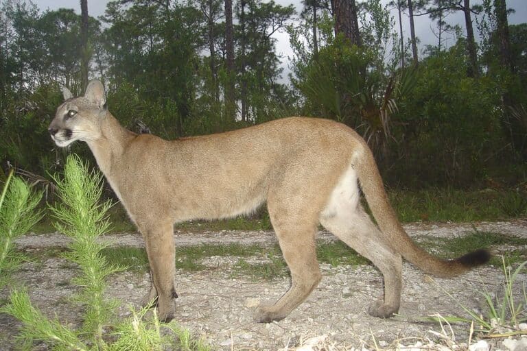 Florida panther Florida panther