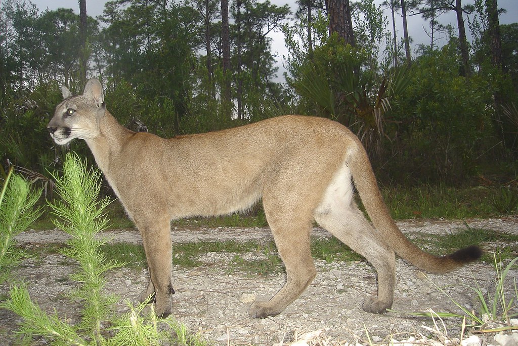Florida panther Florida panther
